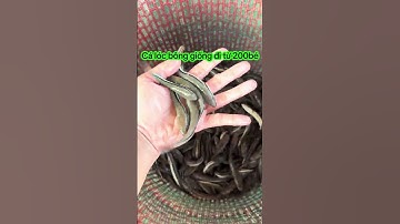 Cá lóc bông giống. 0909770509 #cá_giống #trại_cá_giống_út_me #traicagiongdongthap #calocbong