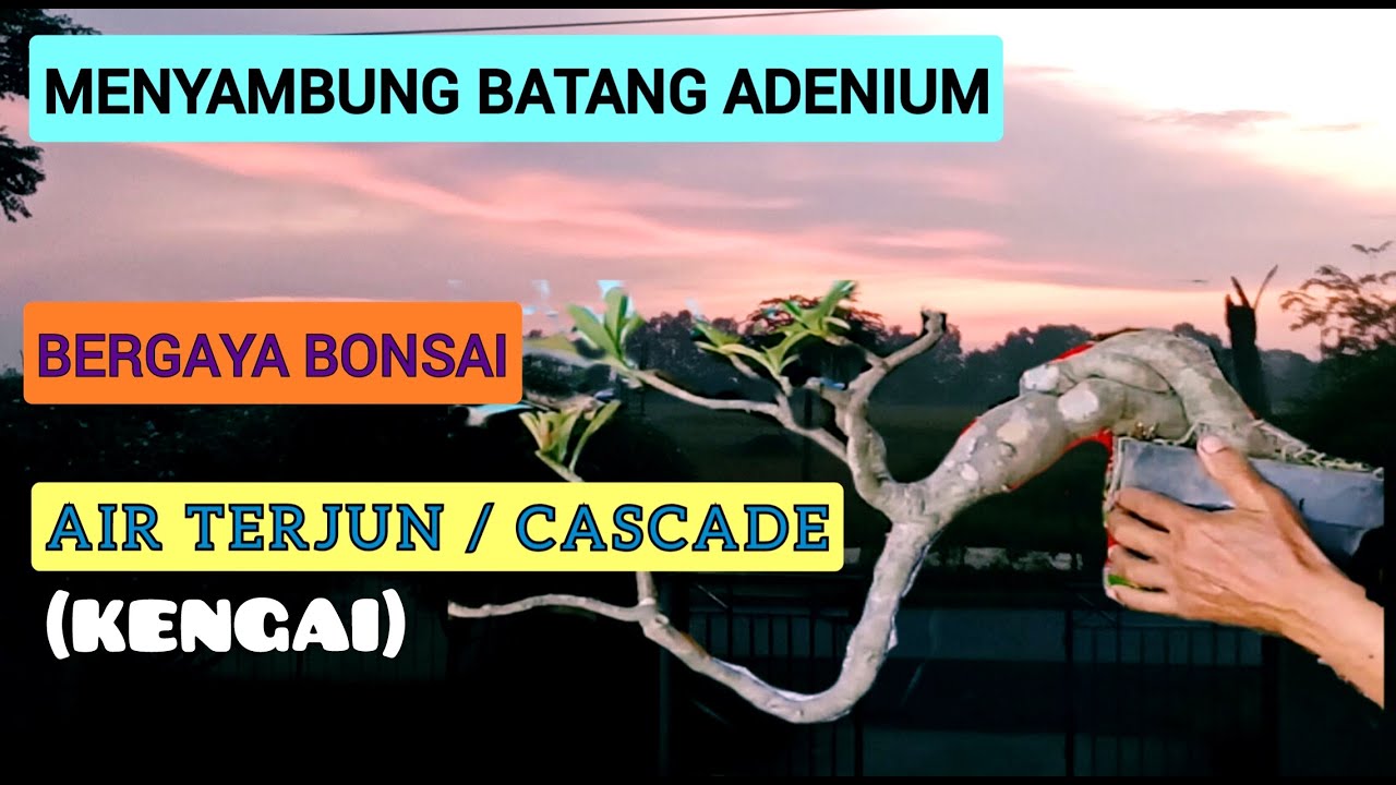 MENYAMBUNG BATANG ADENIUM GAYA BONSAI CASCADE/KENGAI/AIR TERJUN