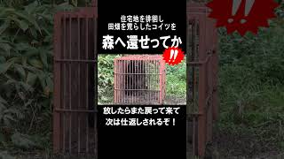 Let's send this thing back to the forest! #shorts It roamed