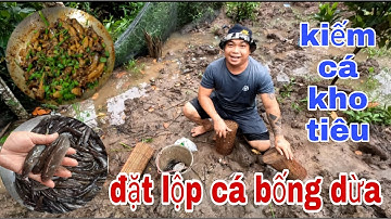 P18 - đặt lộp cá bống dừa kho tiêu nhức ngon nách cả nha ơi  - goby trap - cường mập st vlogs