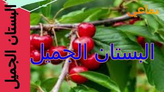 نص سماعي15البستان الجميلالمفيد في اللغة العربيةالرابع ابتدائيناجية للتعليمnajia éducation