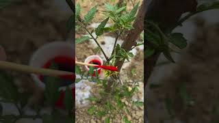 G173278682100 mini rotary tillage and ridging all-in one tree shortview#subs