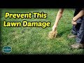 Preventing Lawn Damage From Grubs and Other Insects