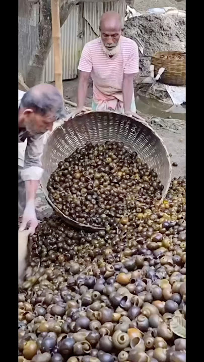 Turning snail shells into concrete