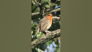 The European Robin