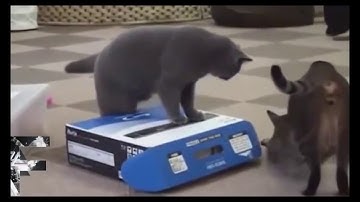 Video những khoảnh khắc hài hước nhất của động vật