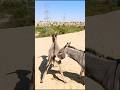 #donkeys#foryoi#animals#shorts