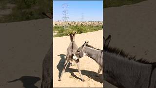 #donkeys#foryoi#animals#shorts