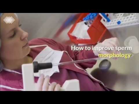 how-to-improve-sperm-morphology-|-male-fertility-|-male-infertility