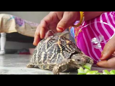 Tortoise food/Tortoise kya khata h/how to care tortoise/tortoise care
