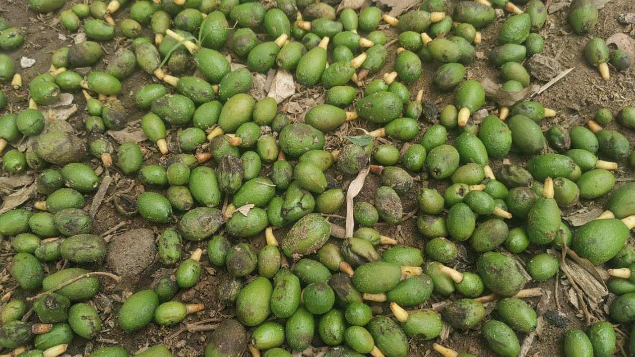 !!Inicia la caída de aguacates !! YouTube