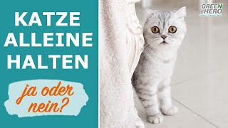 Kann man Katzen alleine halten? 🐱 | Pro & Contra