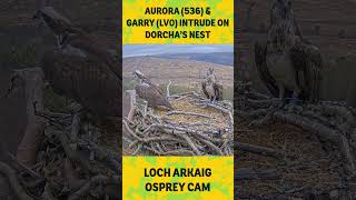 Aurora 536 and Garry LV0 intrude on Dorcha’s nest