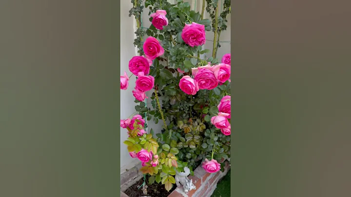 Eden Climbing rose in front of my house . They are strong, grow fast, flowers last long up to 3week - DayDayNews