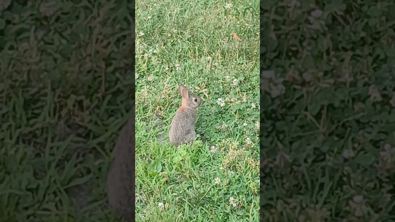 BRAVE BABY BUNNY 😂 😘 😊 