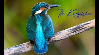 The Kingfisher