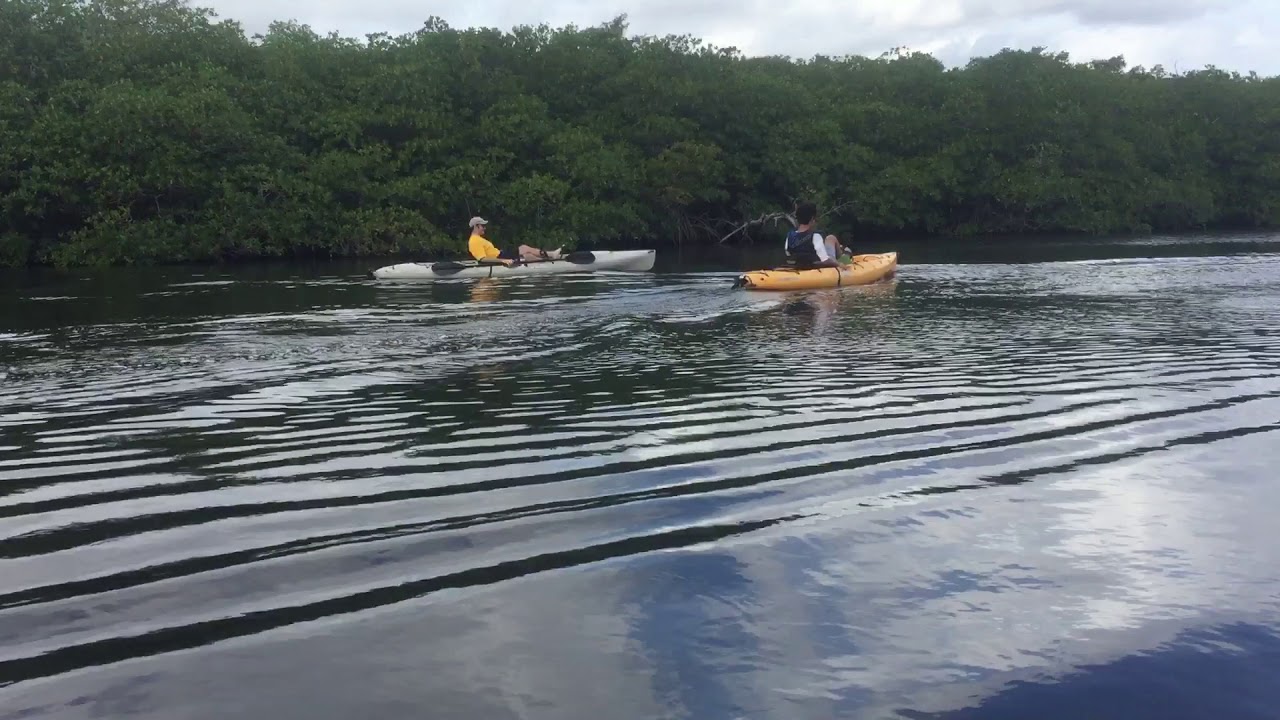 Great kayaking Loxahatchee River YouTube