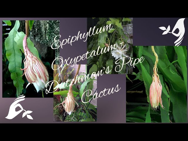 chichipe cactus Polaskia chende 6