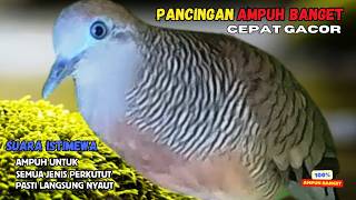 Perkutut Lokal Gacor Suara Kung Besar Pancingan Semua Perkutut Agar Cepat Bunyi  Zebra Dove 206