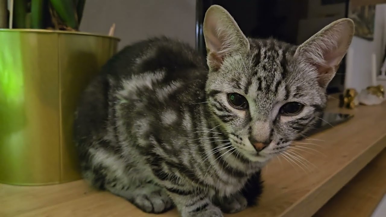 Moje miniakvárko s rybkami a krevetkami 🐬