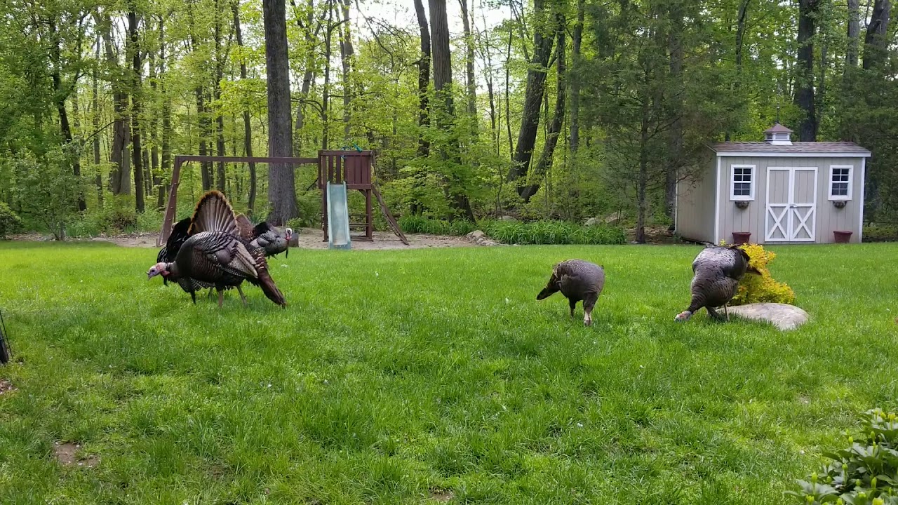 4 Male turkeys displaying for one female(3)