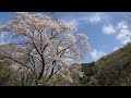 桜咲くころに~music:「経る時」