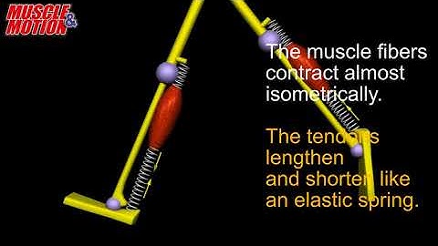Running Anatomy, Elastic Recoil