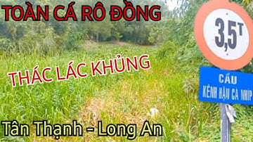 Câu CÁ RÔ ĐỒNG Gặp Bầy CÁ THÁC LÁC Khủng Thấy Mê /Hốt Luôn CÁ TRA @SangHuynhVlog