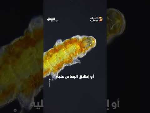 الكائن الخارق الذي لا يموت