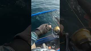 Baby Amberjack. #jigging #fishing #shortsyoutube #dimasalangjiggers