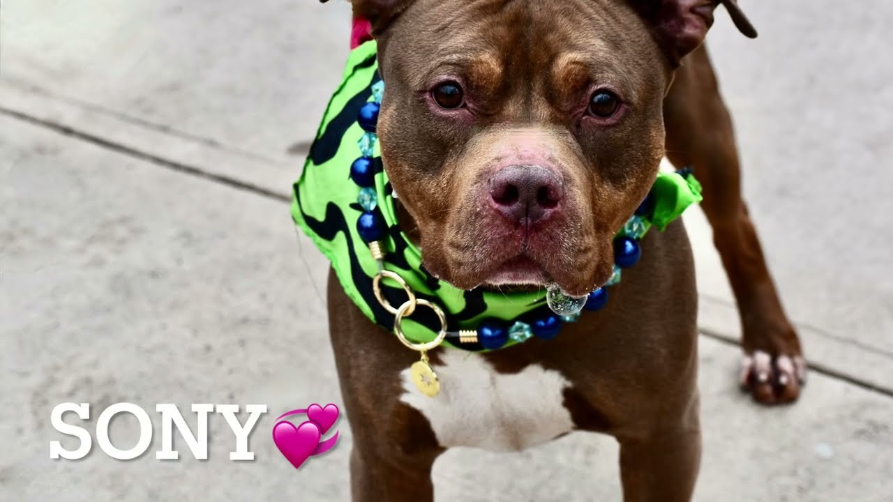 NEEDS EMERGENCY PLACEMENT/SONY 245084/HAPPY COMPANION/ADOPTABLE DOG/NYCACC/SIACC