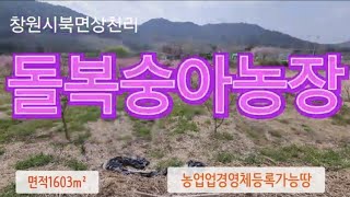 25-79창원북면토지 북면과수원 돌복숭아농장 주말농장하기좋은땅