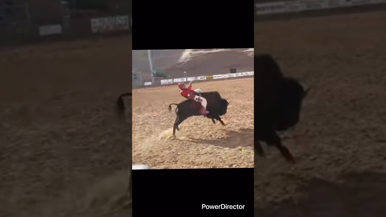Cowboy rides buffalo for 8 seconds, would you try this? 