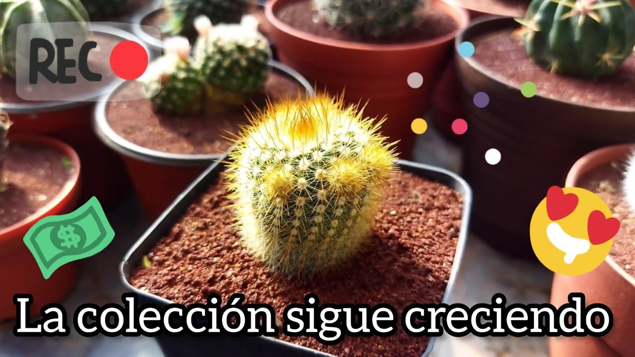 Singularidades Del Cactus Y Las Suculentas, Una Tendencia Natural - TvAgro  por Juan Gonzalo Angel 
