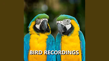 Soft Bird Recording