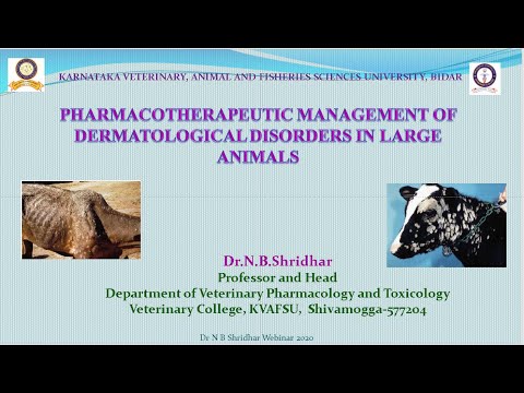 Therapy of  dermatitis in cattle  by Dr N B Shridhar Veterinary College Shivamogga