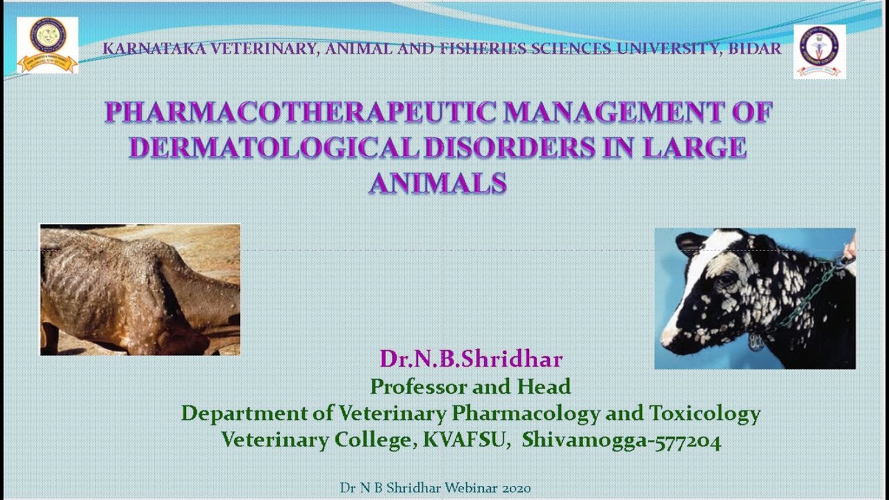 Therapy of dermatitis in cattle by Dr N B Shridhar Veterinary College