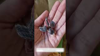 Мужчина спас выпавшего птенца и они стали лучшими друзьями
