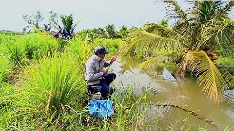 Câu cá đụng bầy cá chốt khủng ở vườn dừa. Con nào đáng con đấy...