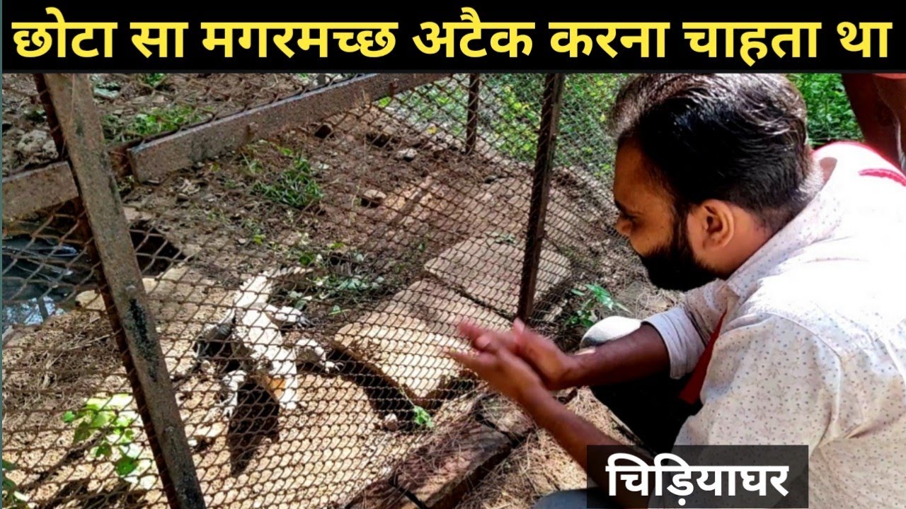 छोटा सा मगरमच्छ भयानक आवाज निकाल रहा था । Zoo of Patiala | चिड़ियाघर | सुंदर पक्षी और जानवर |