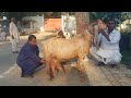World Record 12 Kg Milk per Day of Lohri Goat Breed of Sindh | Complete Documentary