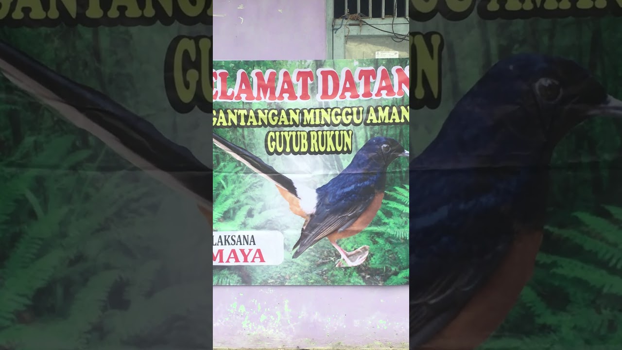 Persiapan & Keseruan lomba burung, Di Gantangan Amanah 