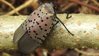 Swarm of SPOTTED LANTERNFLY in Delaware Water Gap National Recreation Area, NJ by FlorinSutu 106 views 3 years ago 2 minutes, 42 seconds