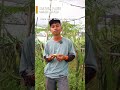 buah naga conne mayer ini punya rasa unik rasa kelapa dan klengkeng !