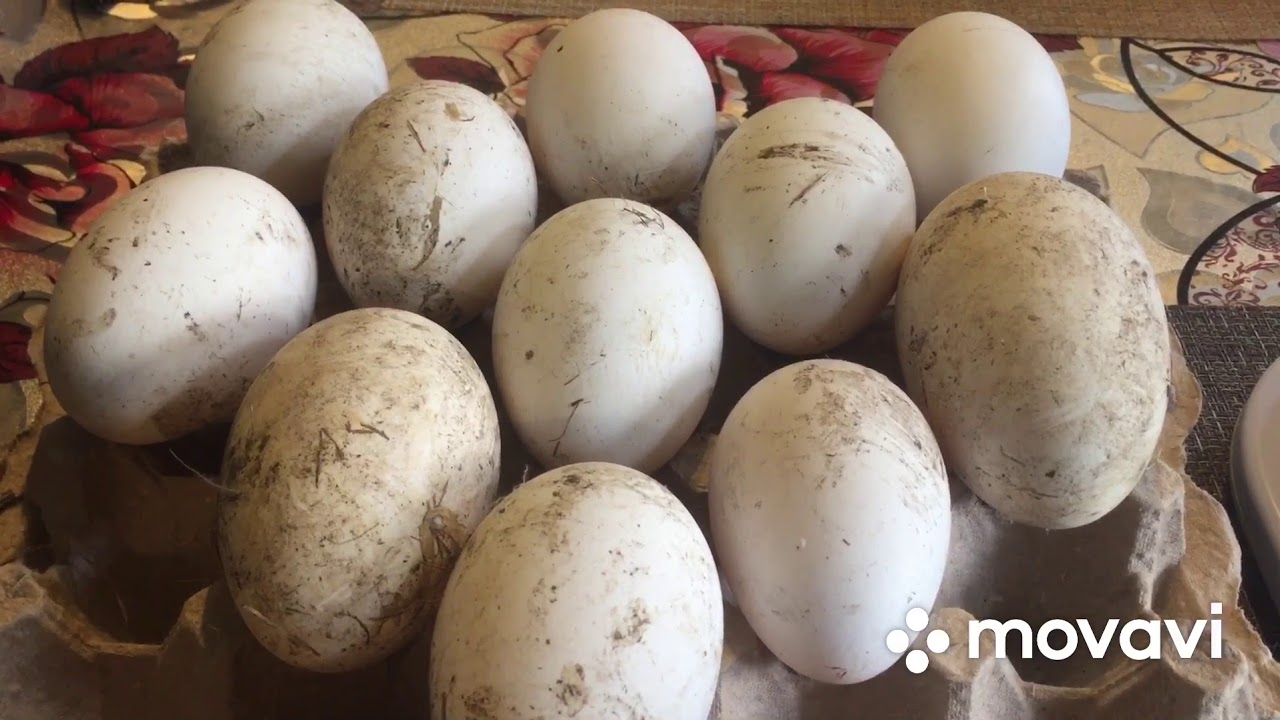 Сколько можно хранить гусиные яйца. Гусиные яйца в инкубаторе. Хранение гусиных яиц. Аллоскопия гусиных яиц.