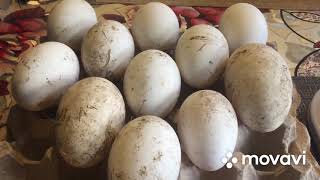Правила хранения Гусиного Яйца перед Инкубацией
