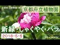 京都府立植物園 新緑 しゃくやく バラ 2018 [4K] の動画、YouTube動画。