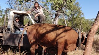 What it&#39;s like to work on a cattlestation in the NT | Bullcatching, bullriding and all the crazyness