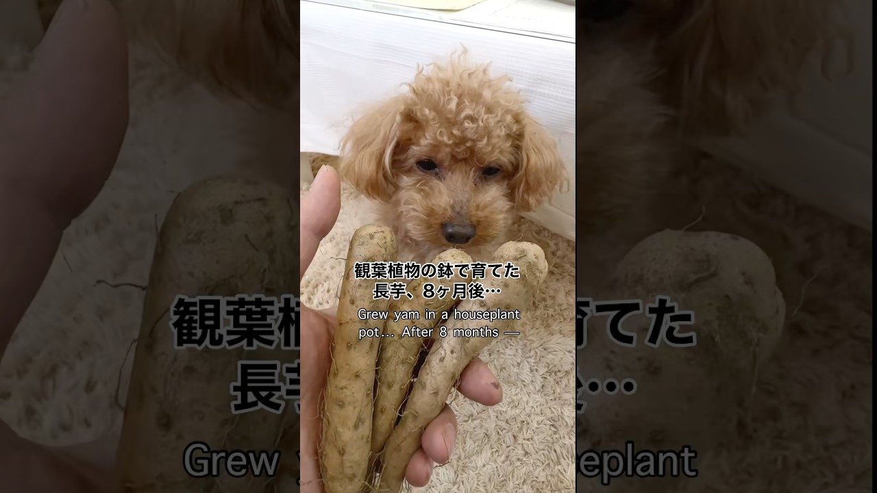 #検証 長芋、観葉植物の鉢で育てたら、８ケ月後は？ What happens after 8 months of growing yams in a pot as a houseplant?