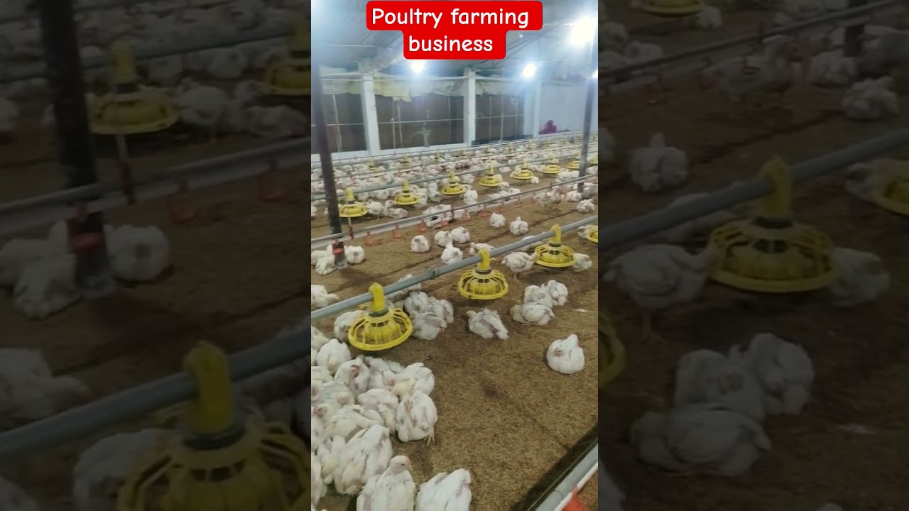 28 दिन के मुर्गे||28 days murge|poultry farming business 
